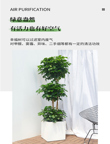 北仑绿植租摆价格