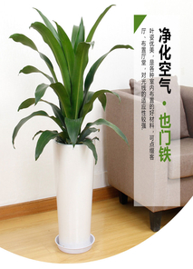 宁波余姚植物租赁专业，开启室内绿化新篇章